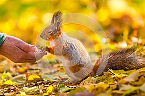 Squirrel communicates with man in the autumn park