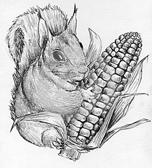 Squirrel with corncob