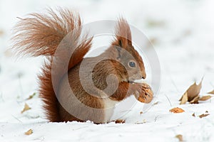 Squirrel cracking nuts