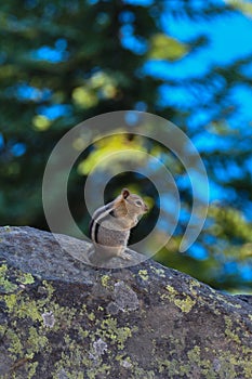 Squirrel at Crater Lake National Park, Oregon, USA