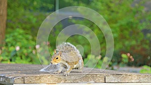 A squirrel crawling on a chair in the park