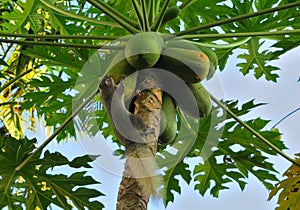 A squirrel crawling over some unripe green papayas on a tree