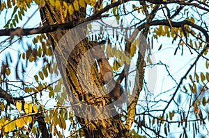 Squirrel crawling on a pine tree from far away