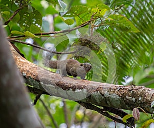 Squirrel crawling on a tree branch