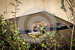 Squirrel on a black wire