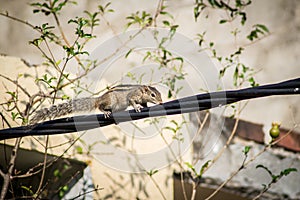 Squirrel on a black wire