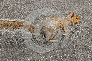 Squirrel Crossing Road with Nut