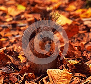 Squirrel cub eats nut in autumn forest