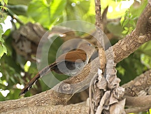 Squirrel cuckoo perched on branch