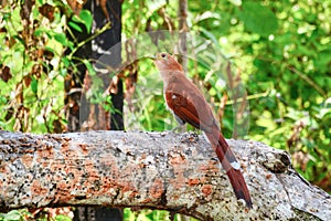 Squirrel Cuckoo Piaya cayana