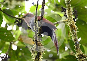 Squirrel Cuckoo Piaya cayana