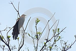 Squirrel cuckoo Piaya cayana.