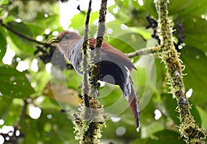 Squirrel Cuckoo Piaya cayana photo