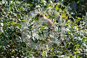 Squirrel Cuckoo (Piaya cayana) in Brazil