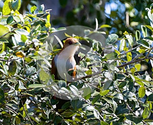 Squirrel Cuckoo (Piaya cayana) in Brazil