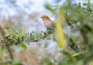 A squirrel cuckoo, Piaya cayana, sits on top of a tree branch in Mexico. The bird is perched elegantly