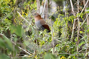 A squirrel cuckoo, Piaya cayana, sits on top of a tree branch in Mexico. The bird is perched elegantly