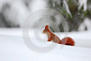 Squirrel, cute red animal in winter scene with snow blurred forest in the background, France