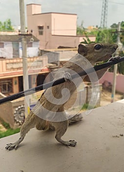 Squirrel dancing front of mirror