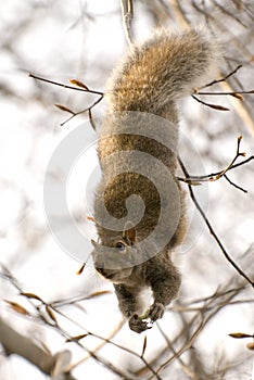 Squirrel dangling from a branch