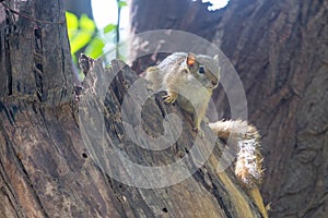 Squirrel on dead tree stump