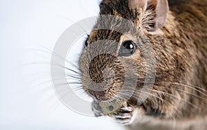 Squirrel degu eating