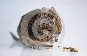 Squirrel degu eating