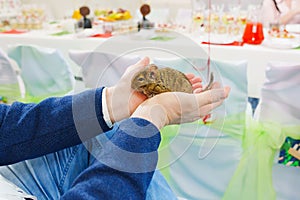 Squirrel Degu in the hands of a man.