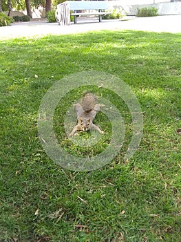 Squirrel doing yoga in the park