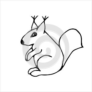 Squirrel doodle, a vector drawing of a forest animal.