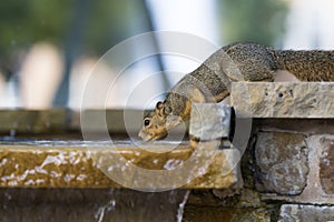 squirrel drinking water