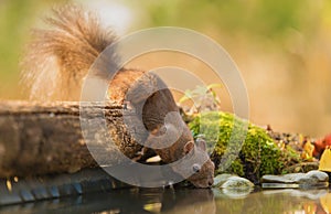 Squirrel drinking water from the lake