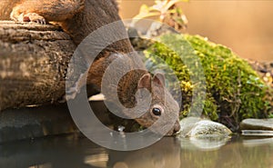Squirrel drinking water from the lake