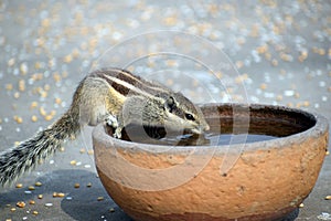 Squirrel drinking water in a pot