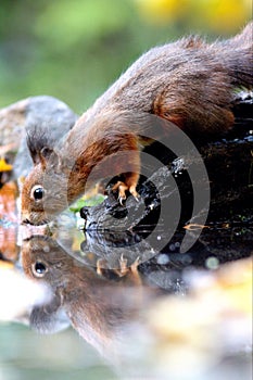Squirrel drinking water reflection mirror