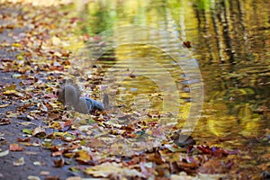 Squirrel drinking water from the river.