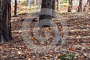 Squirrel among dry autumn leaves and trees in forest