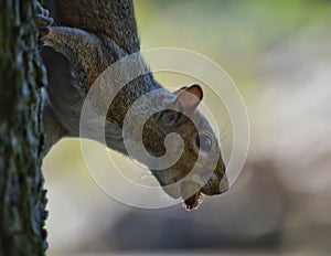 Squirrel on a tree with food photo