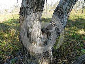 Squirrel dwelling in deciduous forest