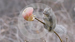 Squirrel eat apple