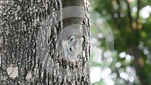 Squirrel eat nut. No Sound.