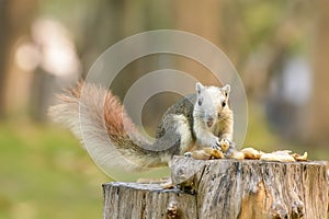 Squirrel eat nut on the stump