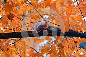 Squirrel eat nuts on branch of autumn tree