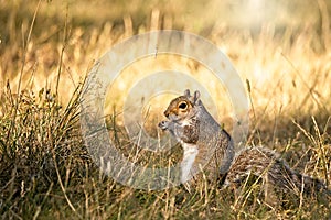 Squirrel eating