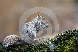 Squirrel eating