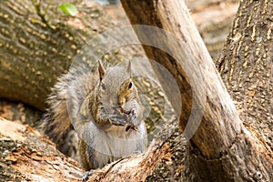 Squirrel eating photo