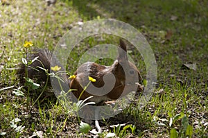 Squirrel eating