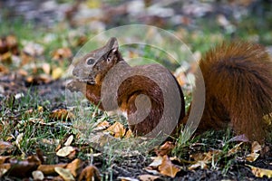 Squirrel eating an acorn