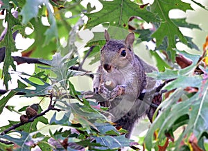 Squirrel eating an acorn