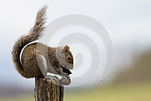 Squirrel eating acorn